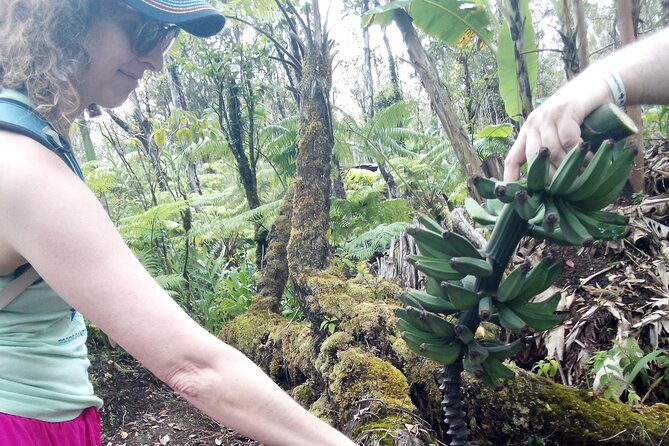 Hawaiian Rainforest Banana Cultivation Experience - Special Gift for Travelers