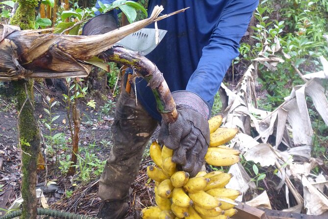 Hawaiian Rainforest Banana Cultivation Experience - About the Tour Operator