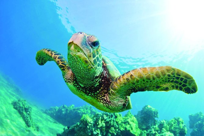 Hawaiian Sea Turtle Snorkel Sail From Waikiki With Lunch Included - Meeting and Pickup Points