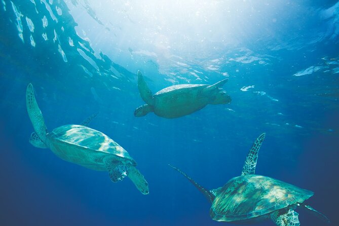 Hawaiian Sea Turtle Snorkel Sail From Waikiki With Lunch Included - Tour Availability