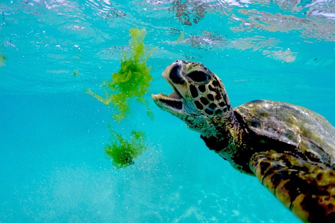 Hawaiian Sea Turtle Snorkel Sail From Waikiki With Lunch Included - Cancellation Policy