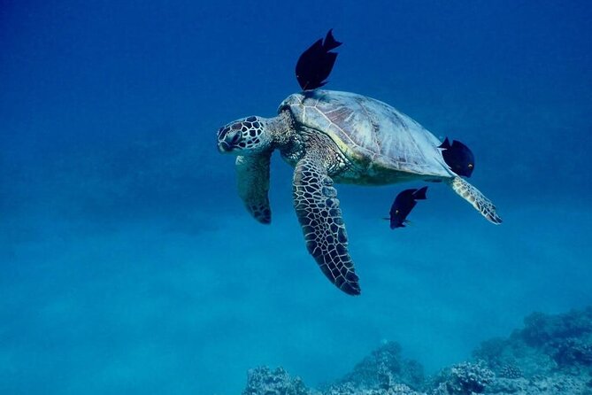 Hawaiian Sea Turtles and Snorkeling Experience in Kona With Lunch - Onboard Lunch and Beverages