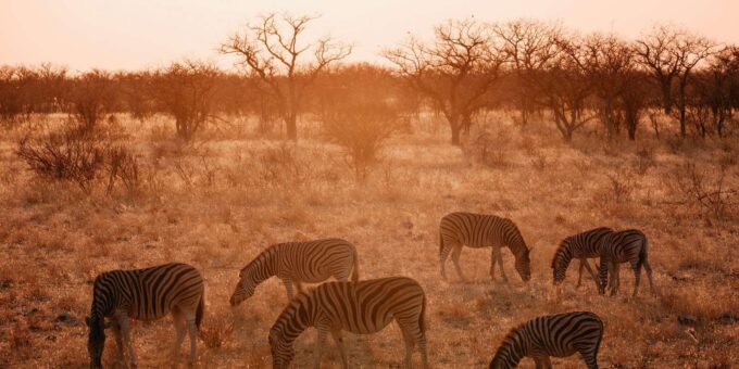 Hazyveiw : Kruger National Park Sunset Game Drive - Age Restrictions