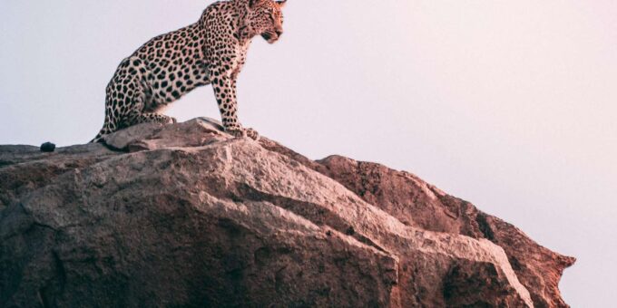 Hazyveiw : Kruger National Park Sunset Game Drive - Frequently Asked Questions