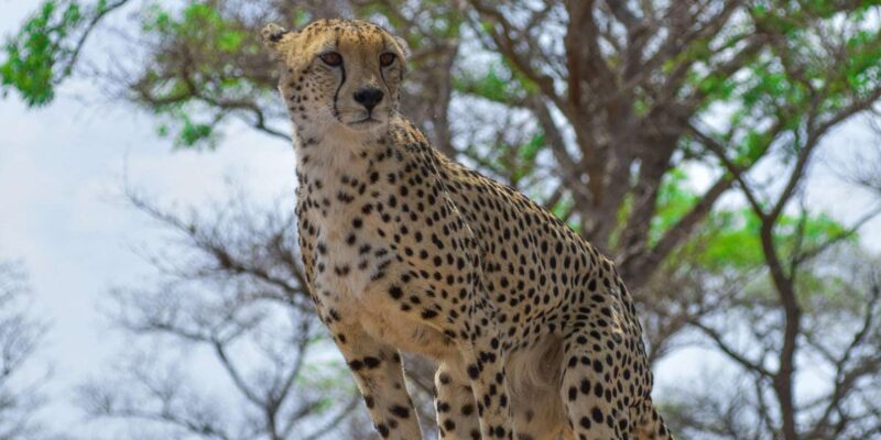 Hazyview: Kruger National Park Full-Day Safari - Key Points