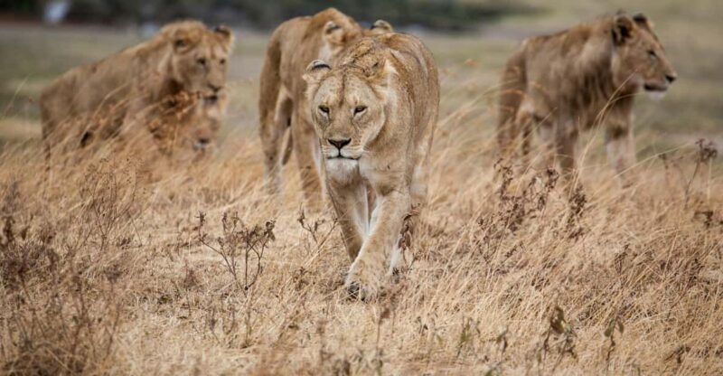 Hazyview: Kruger National Park Full-Day Safari - Pricing and Inclusions