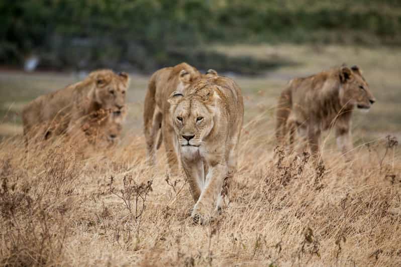 Hazyview: Kruger National Park Full-Day Safari - Wildlife Encounters
