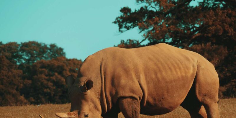 Hazyview: Kruger National Park Full-Day Safari - Expert Guidance