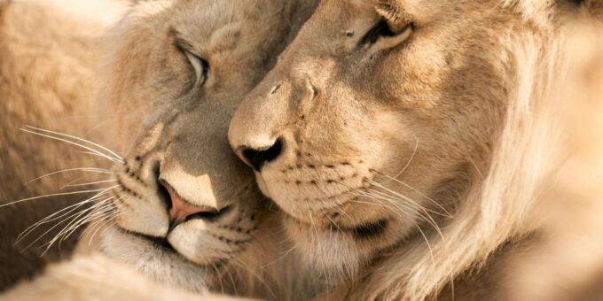 Hazyview: Kruger National Park Full-Day Safari - Customer Feedback