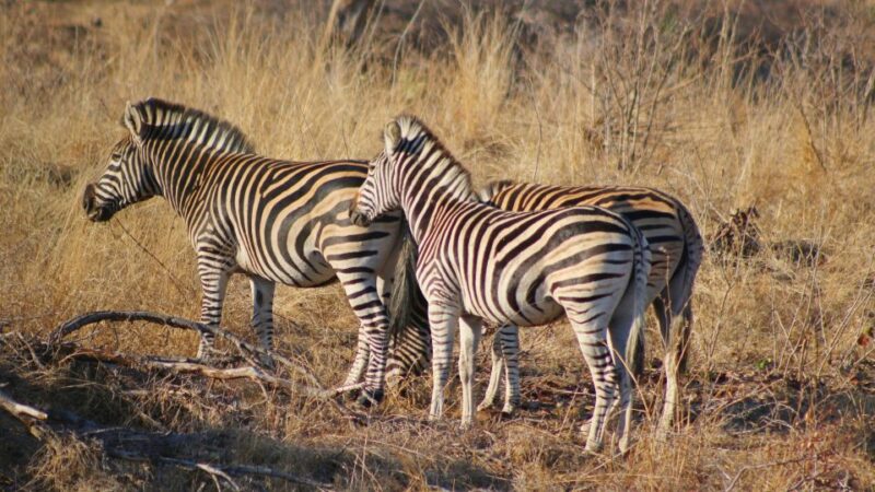 Hazyview: Private Full-Day Kruger Safari - Key Points