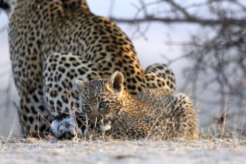 Hazyview: Private Full-Day Kruger Safari - 360-Degree Viewing and Elevation