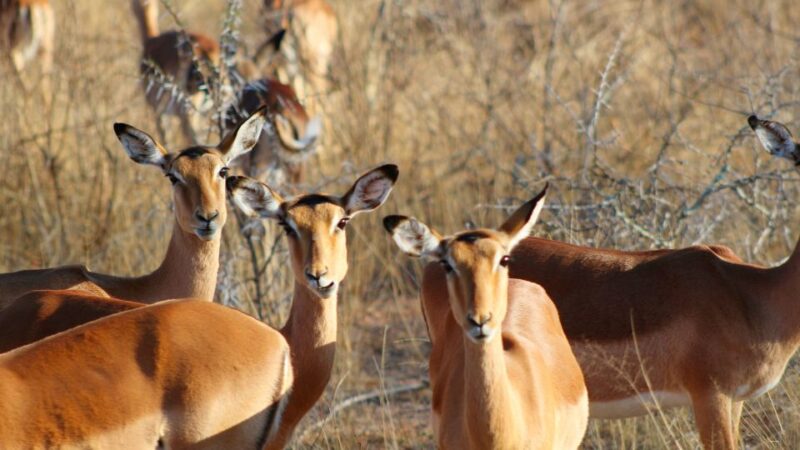 Hazyview: Private Full-Day Kruger Safari - Wildlife and Scenery Admiration