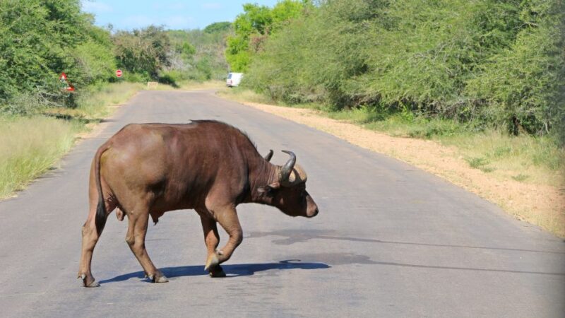 Hazyview: Private Full-Day Kruger Safari - Panoramic Landscape Observation