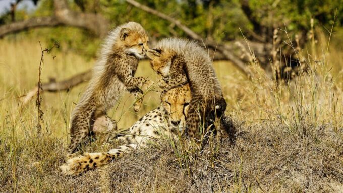Hazyview: Private Full-Day Kruger Safari - Animal Habitat Observation and Facts