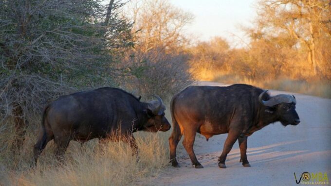 Hazyview: Private Full-Day Kruger Safari - Duration and Schedule