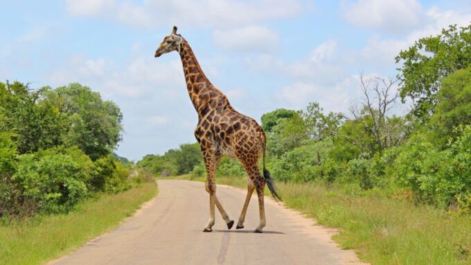 Hazyview: Private Full-Day Kruger Safari - Frequently Asked Questions