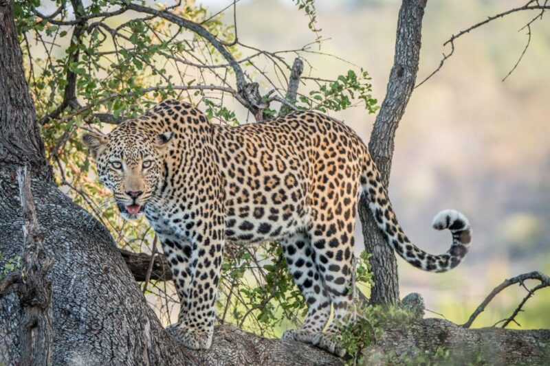 Hazyview to Kruger Park Safari & Panorama Route 2-Day Tour - Key Points