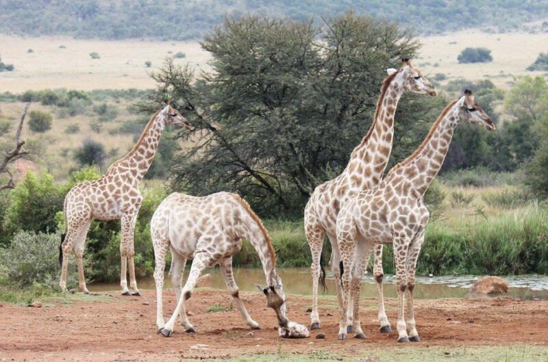 Hazyview to Kruger Park Safari & Panorama Route 2-Day Tour - Early Morning Pickup