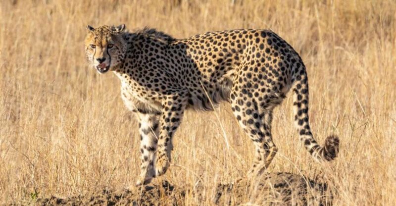 Hazyview to Kruger Park Safari & Panorama Route 2-Day Tour - 4x4 Open-Vehicle Exploration