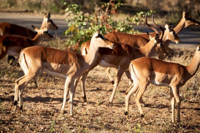Hazyview to Kruger Park Safari & Panorama Route 2-Day Tour - Frequently Asked Questions