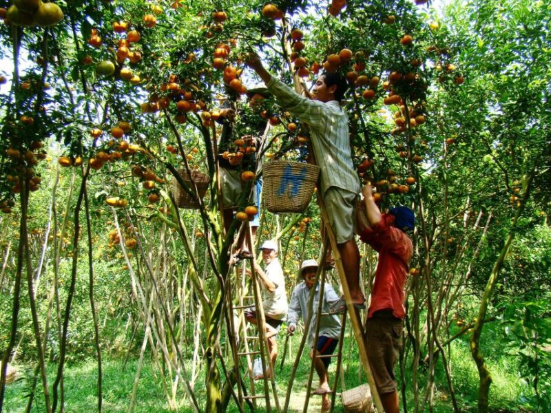 HCMC: Cai Rang Floating Market & Mekong Delta Private Tour - Mekong River Cruise