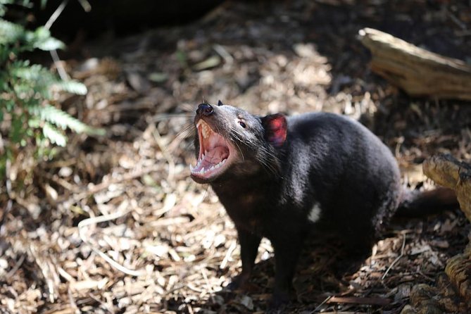 Healesville Sanctuary General Entry Ticket - Featured Native Australian Wildlife
