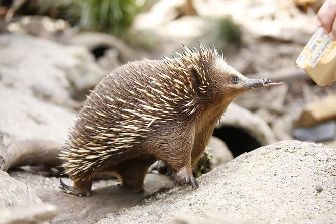 Healesville Sanctuary General Entry Ticket - Educational Opportunities