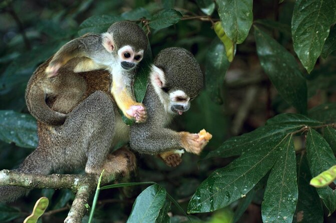 Healing, Treatment With Medicinal Plants 7 Days Green Wild Amazon Expedition - Key Points