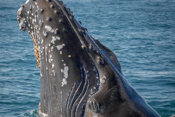 Hear the Whales! World Class Whale Watching! - Accessibility and Inclusivity