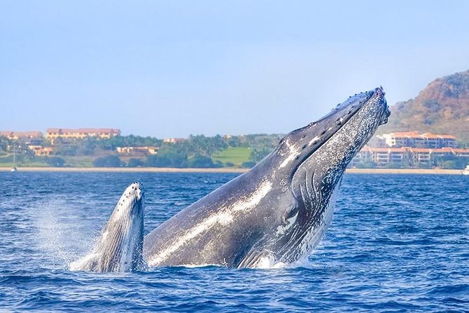 Hear the Whales! World Class Whale Watching! - Whale Watching Highlights