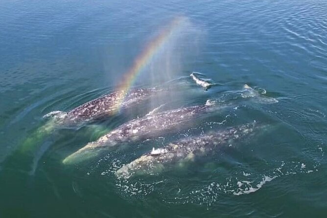 Hear the Whales! World Class Whale Watching! - Memorable Marine Encounters