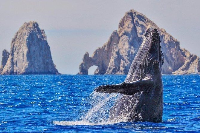 Hear the Whales! World Class Whale Watching! - Frequently Asked Questions