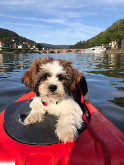 Heidelberg: 2-Hour Kayak Tour - Frequently Asked Questions