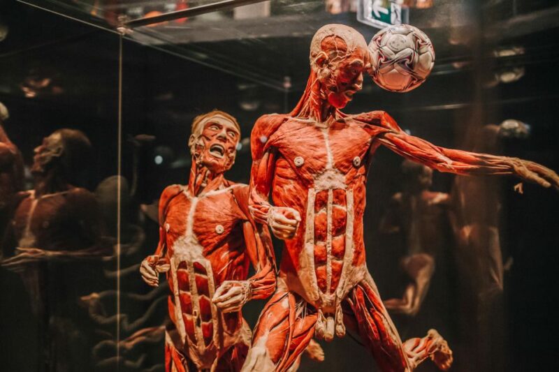 Heidelberg: BODY WORLDS Museum Entrance Ticket - Included