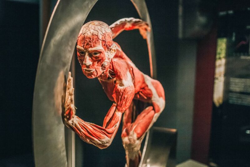 Heidelberg: BODY WORLDS Museum Entrance Ticket - Exploring the Human Body