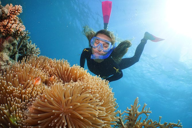 Helicopter & Cruise Great Barrier Reef Package From Port Douglas - Tropical Buffet Lunch Spread