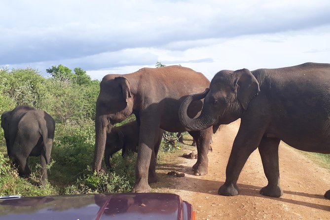 Hello One Day Udawalawe National Park Elephant Safari - Itinerary and Excursion Details