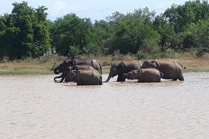 Hello One Day Udawalawe National Park Elephant Safari - What to Expect on the Safari