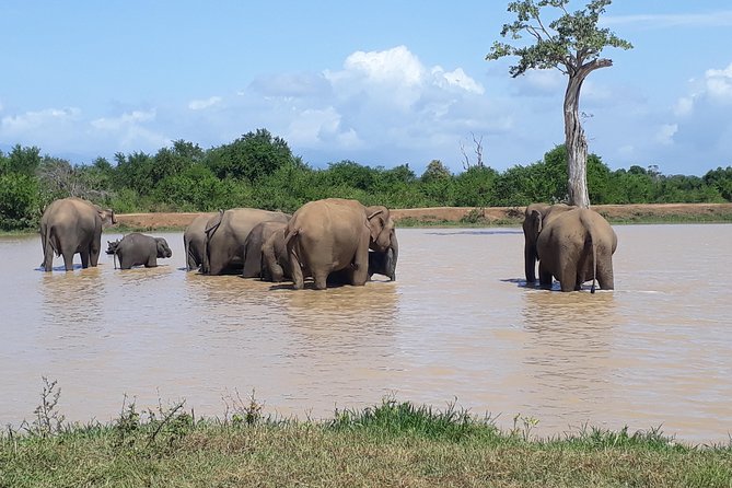 Hello One Day Udawalawe National Park Elephant Safari - Explore Nearby Attractions
