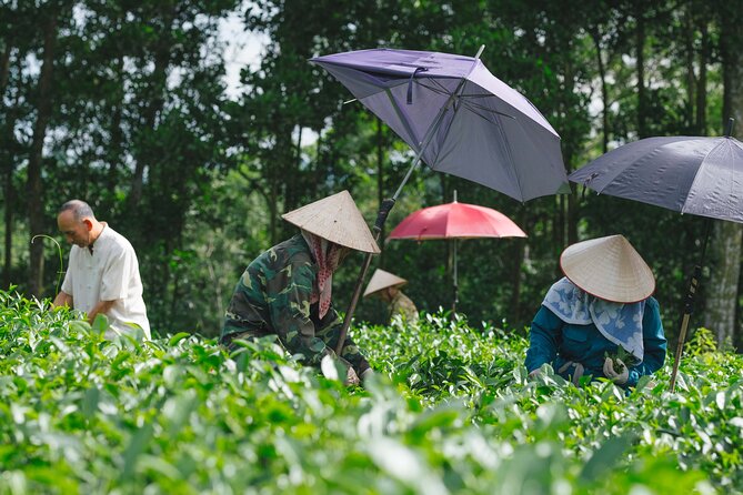 Hello Vietnam 11 Days - Departure From Ho Chi Minh City - Tour Highlights and Reviews