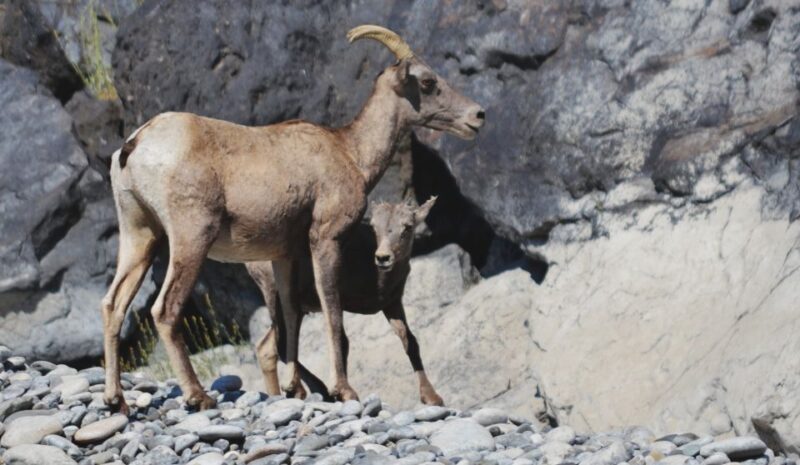 Hells Canyon: Yellow Jet Boat Tour to Kirkwood, Snake River - Meeting Point and Directions