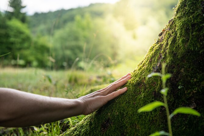 Helsinki Archipelago Forest Bathing Experience - Activity Overview