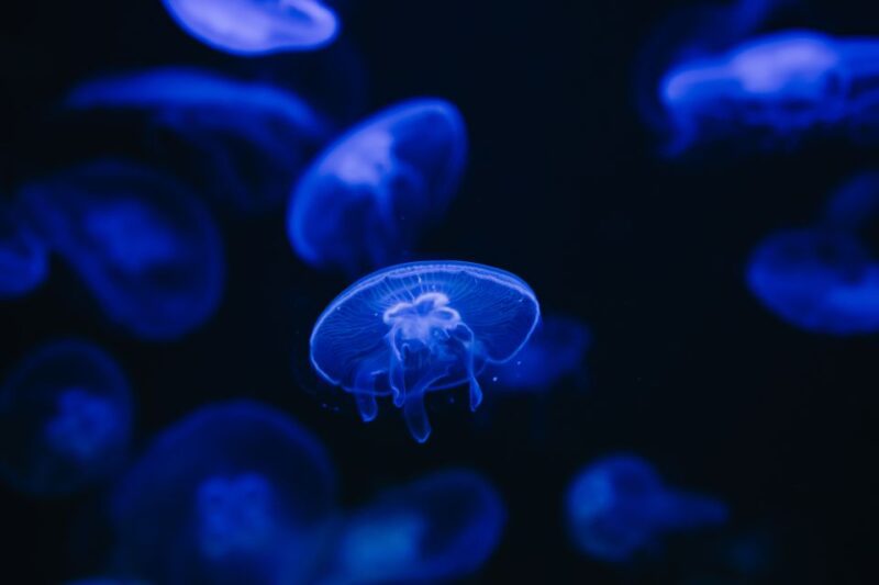 Heraklion Area: CRETAquarium Admission Ticket - Accessibility and Location Information
