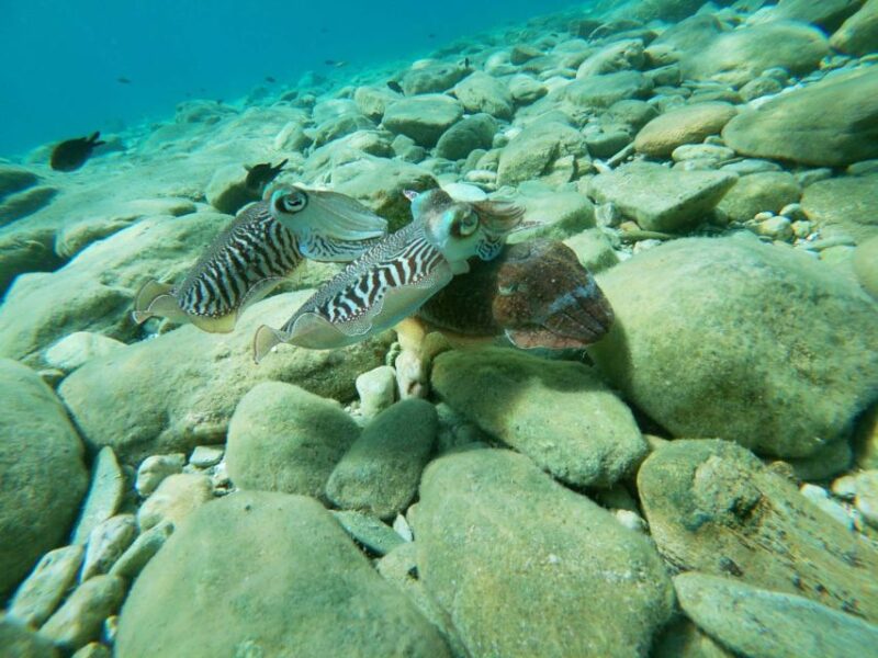 Heraklion: Beginner-Friendly Snorkeling Trip - Itinerary and Experience