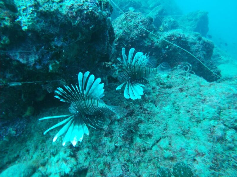 Heraklion: Beginner-Friendly Snorkeling Trip - Important Information