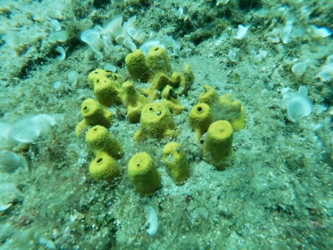 Heraklion: Beginner-Friendly Snorkeling Trip - Frequently Asked Questions