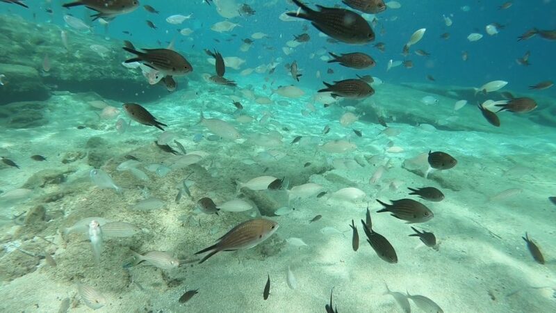 Heraklion: Beginner Scuba Diving Lesson With PADI Instructor - Instructor Qualifications