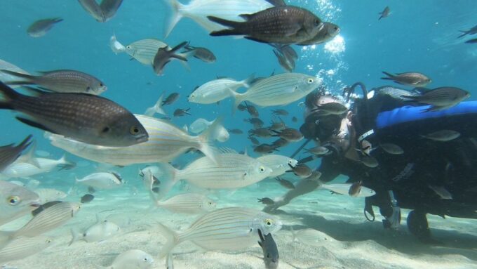 Heraklion: Beginner Scuba Diving Lesson With PADI Instructor - Informational Video Availability