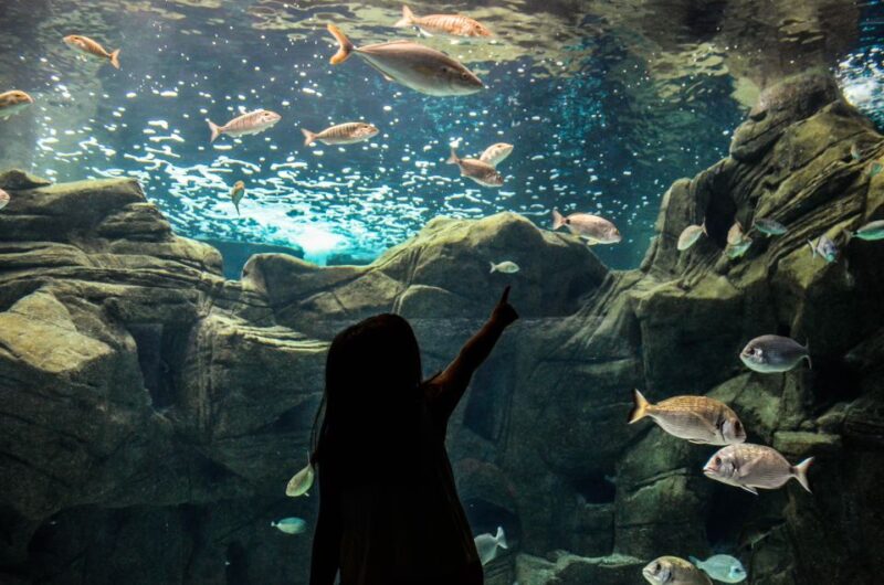 Heraklion City - Market & Cretaquarium Tour From Heraklion - Key Points