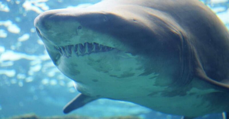Heraklion City - Market & Cretaquarium Tour From Heraklion - Activity Highlights
